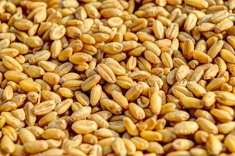 Agro Oaza – zdjęcie 2, Racibórz