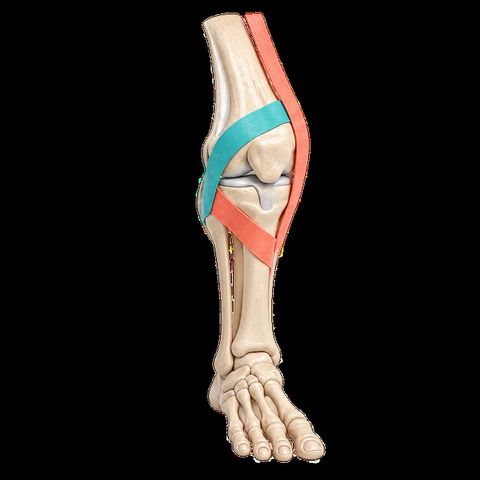Scoliaxis Fizjoterapia dzieci i młodzieży – zdjęcie 2, Racibórz